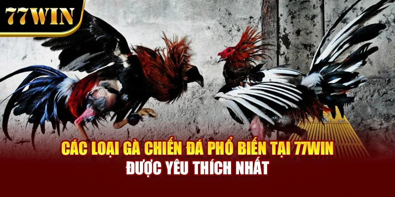 Các Loại Gà Chiến Đá Phổ Biến Tại 77Win Được Yêu Thích Nhất