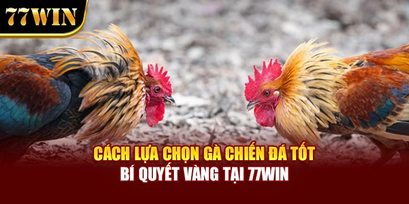 Cách Lựa Chọn Gà Chiến Đá Tốt – Bí Quyết Vàng Tại 77WIN