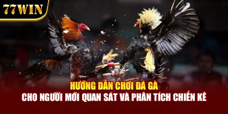 Hướng Dẫn Chơi Đá Gà Cho Người Mới – Bí Quyết Từ 77Win