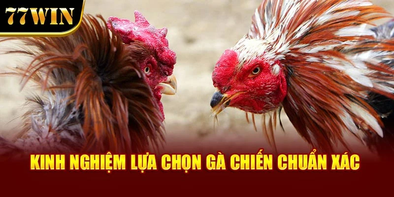 Kinh nghiệm lựa chọn gà chiến chuẩn xác