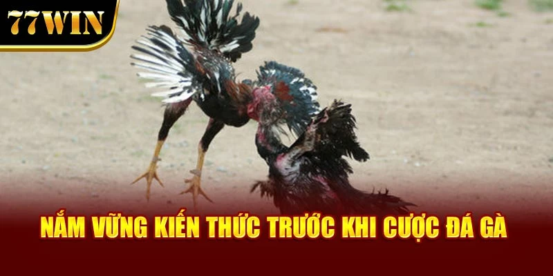 Nắm vững kiến thức trước khi cược đá gà